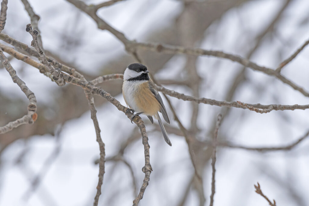A small bird perches on a bare branch against a snowy background.